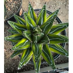 Agave victoriae-reginae cv. Kazo Bana